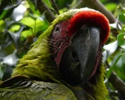 Ara ambigua