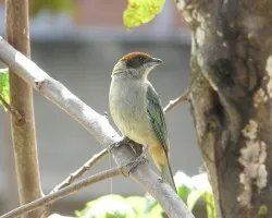 Tangara Vitrolina