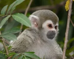 Mono Ardilla
