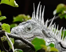 Iguana iguana