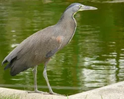 avetoro