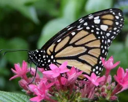 Danaus plexippus