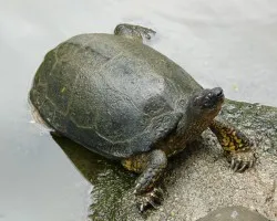 Tortuga