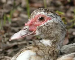 Cairina moschata