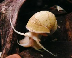 Viejo Caracol