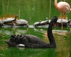 Cisne Negro