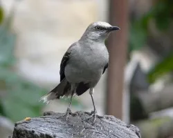 pajarito gris
