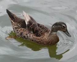 Pato