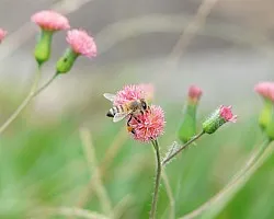 abeja