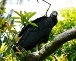 Gallinazo