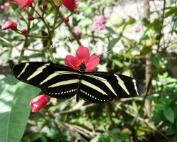 Mariposa