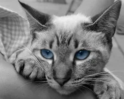 Gatito desaturado