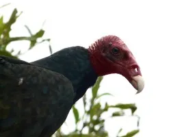 Feo pero poderoso