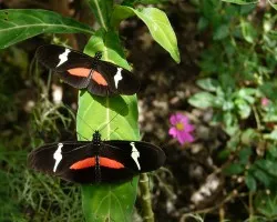Dia de Heliconius