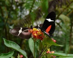 Dia de Heliconius 2