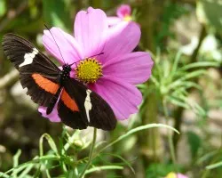 Dia de Heliconius 3