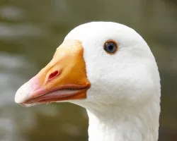 Retrato de ganso1