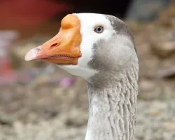 Retrato de ganso 2