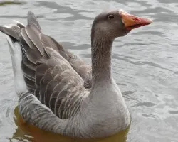 Un macho elegante