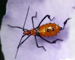 Espinas