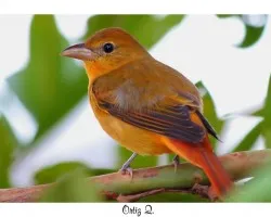 Piranga rubra