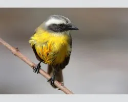 cual pecho amarillo es?