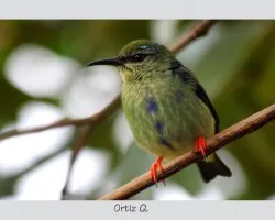 Mielero patirrojo (Cyanerpes cyaneus)