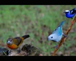 aves