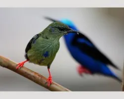 Cyanerpes cyaneus