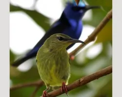 Cyanerpes cyaneus