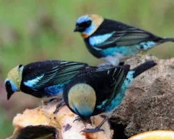 Tangara larvata