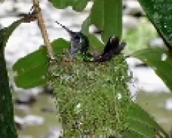 Colibri en su nido