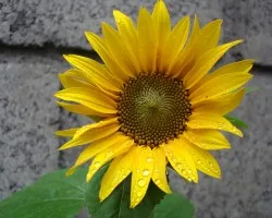 Girasol
