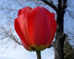 Tulip