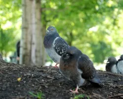 Mis amigas las palomas