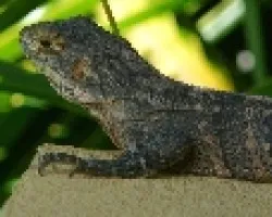 Un par de iguanas