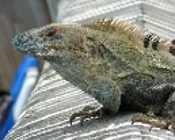 Un par de iguanas
