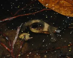 Tortuga en agua