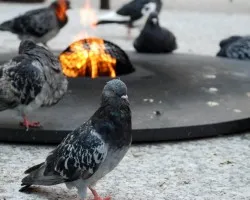Palomas con frio