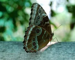 Mariposa1