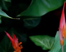 Flor en el jardin