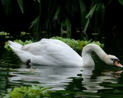Cisne