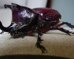 Visita en el sillon