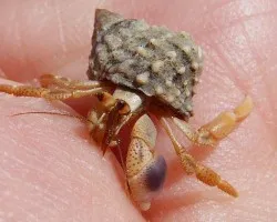 1 cm de Cangrejo!