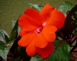 Algunas flores 