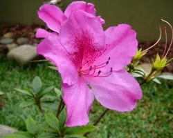 Algunas flores 1