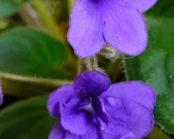 Algunas flores 2