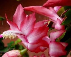 Algunas flores 3