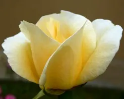 Par de rosas
