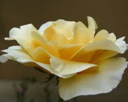 Par de rosas1